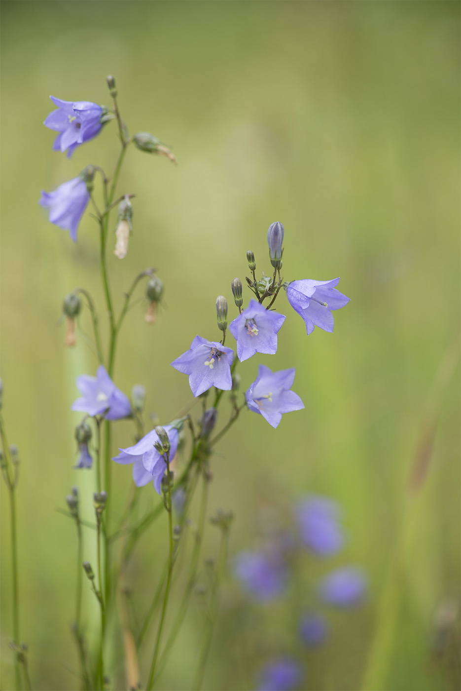Image of Campanula rotundifolia specimen.