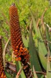 Aloe castanea