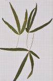 Searsia lancea