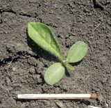 Cirsium serrulatum. Ювенильное растение. Север Краснодарского края, пашня в пойме р. Ея. 16.04.2017.