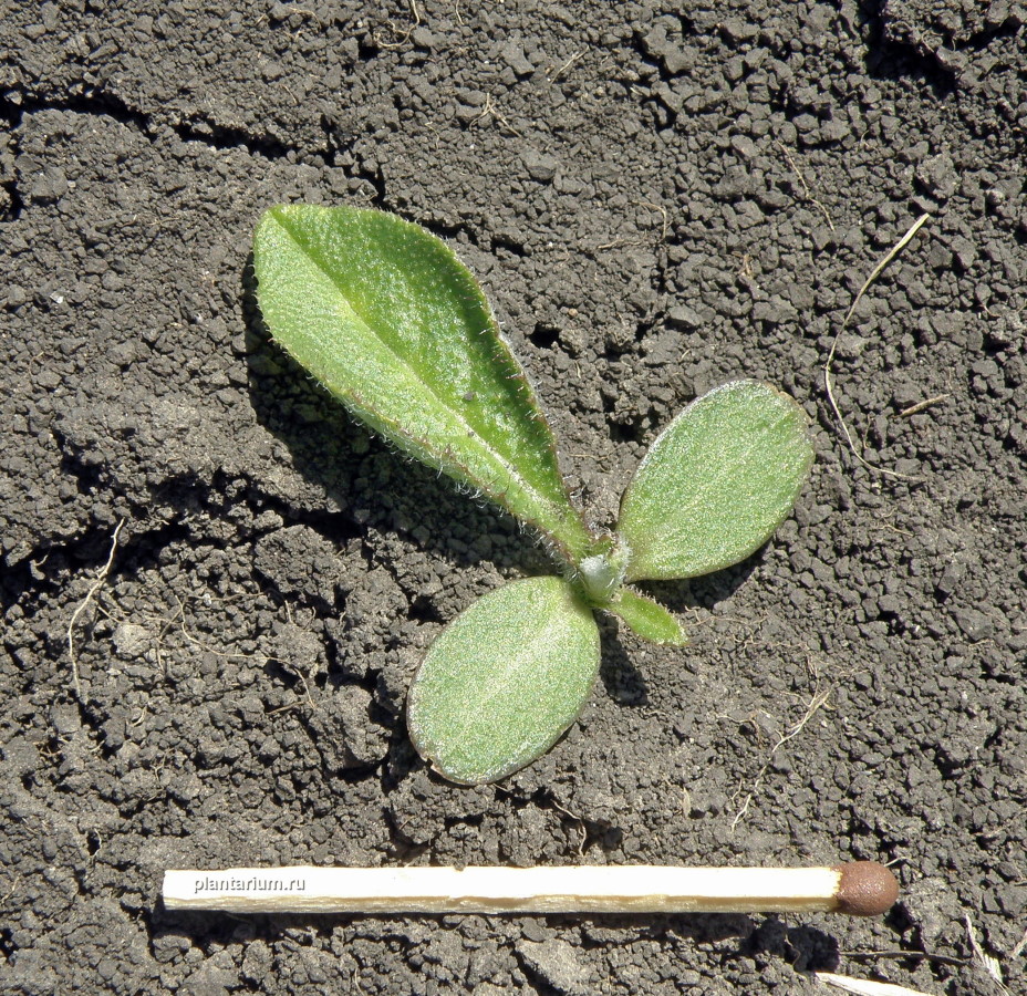 Изображение особи Cirsium serrulatum.