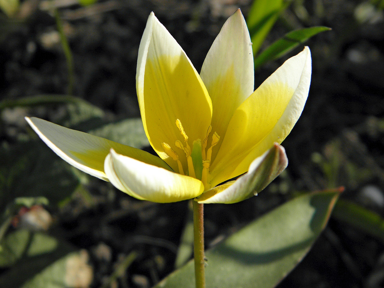 Image of Tulipa tarda specimen.