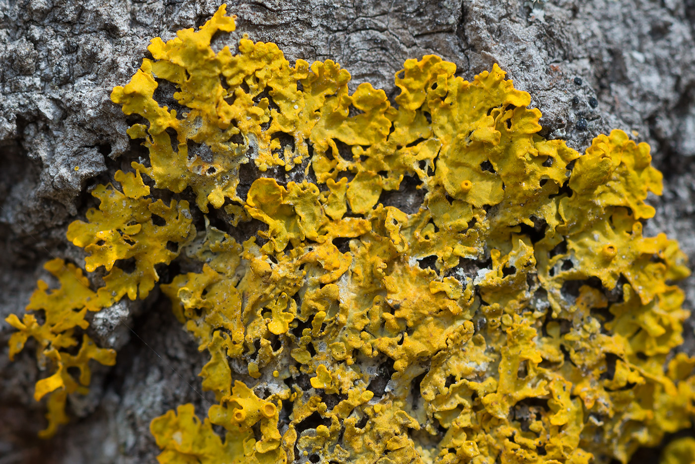 Image of Xanthoria parietina specimen.