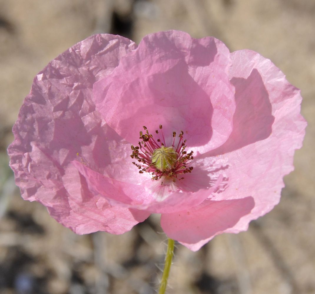 Изображение особи Papaver rhoeas.