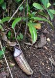 Nepenthes sanguinea
