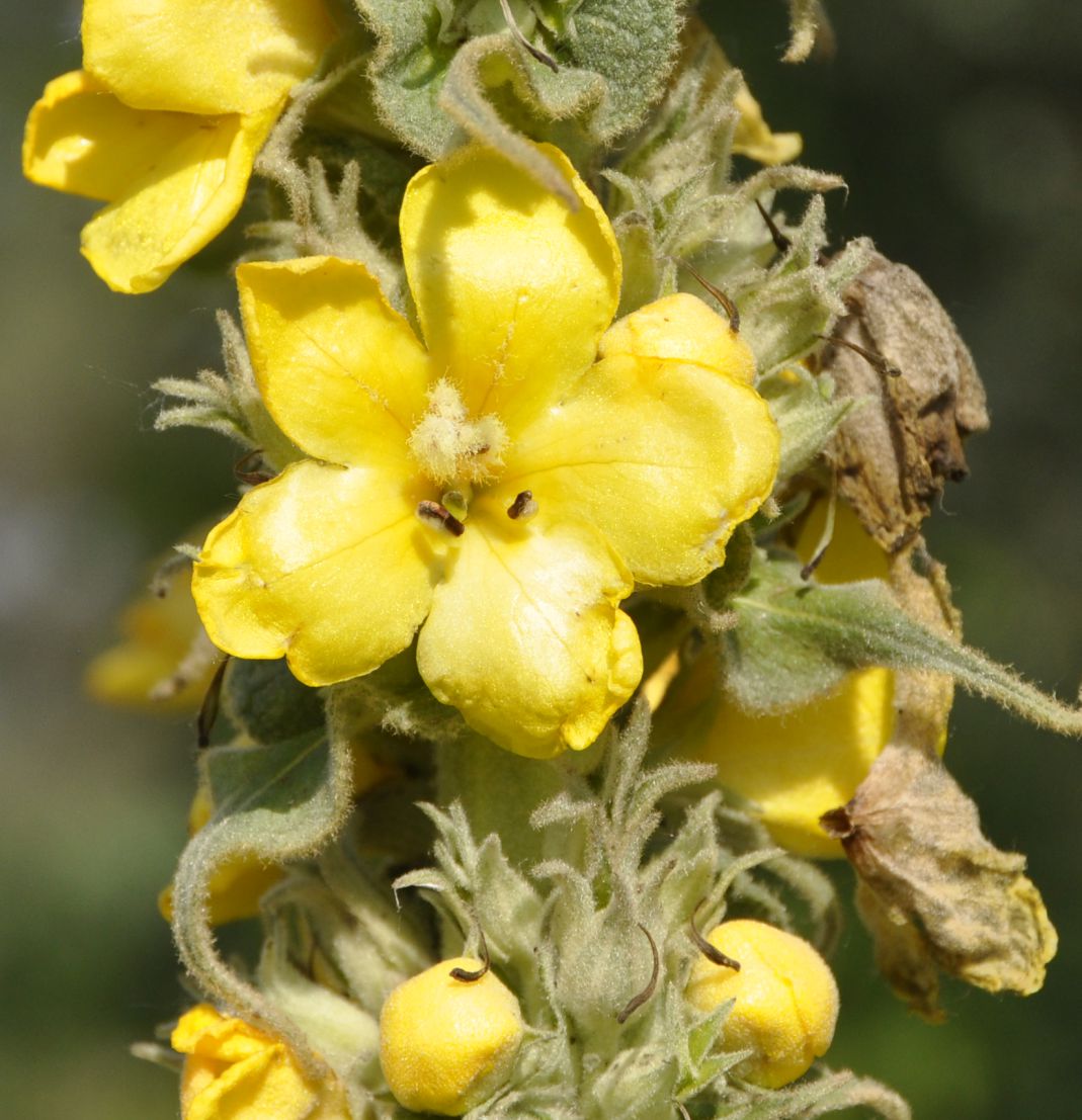 Image of genus Verbascum specimen.
