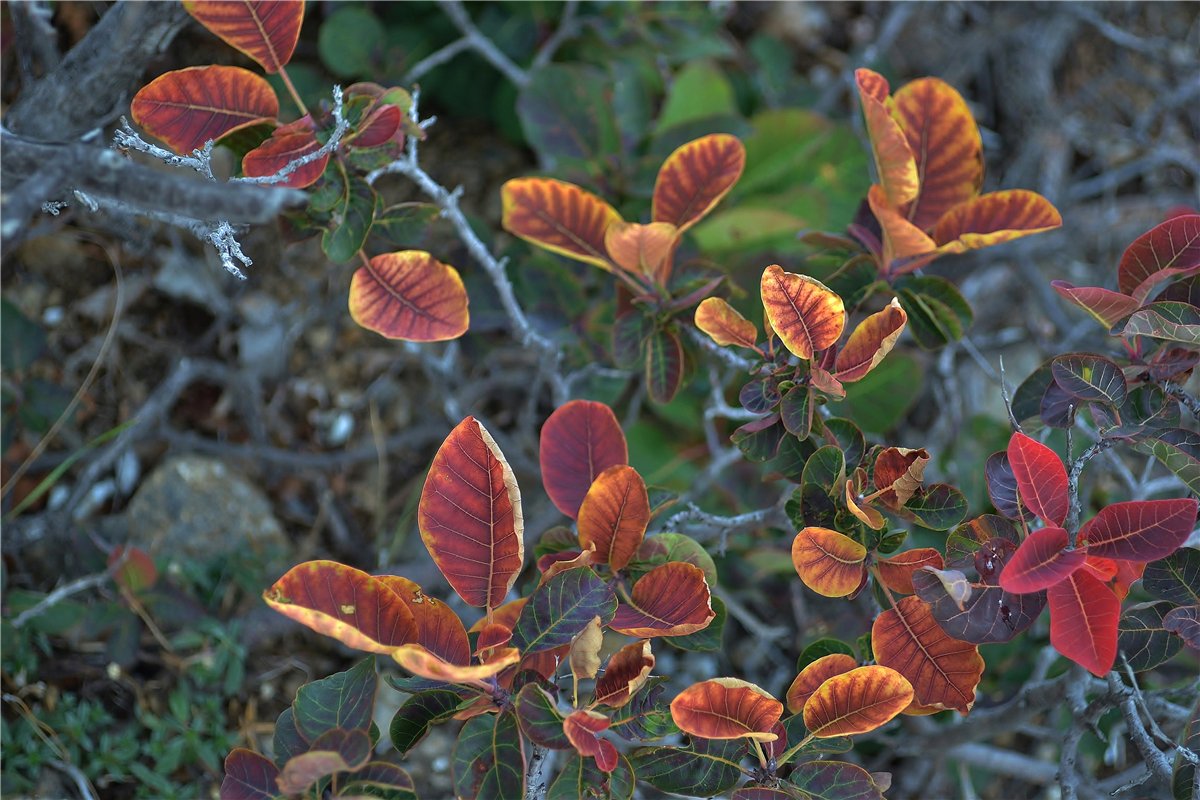 Image of Cotinus coggygria specimen.
