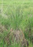 Carex acuta