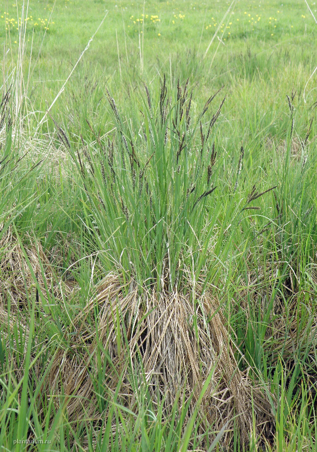 Изображение особи Carex acuta.