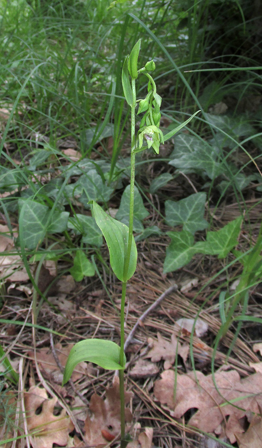 Image of Epipactis euxina specimen.