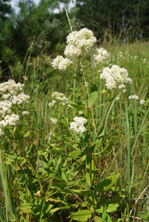 Изображение особи Galium physocarpum.