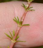 Rotala wallichii. Часть веточки. Таиланд, о-в Пхукет, ботанический сад, небольшой искусственный водоём. 16.01.2017.