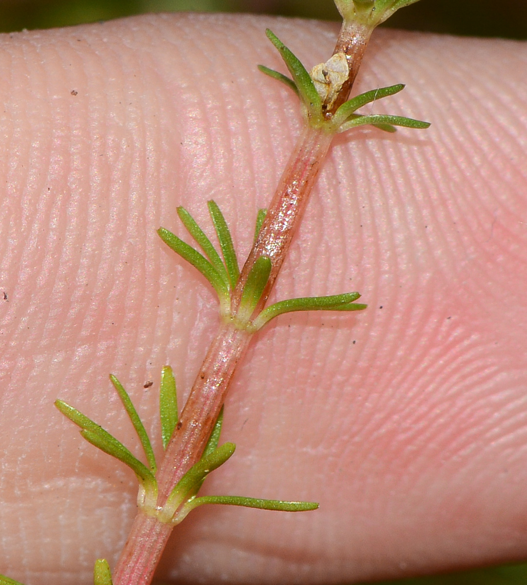 Изображение особи Rotala wallichii.