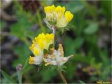 Anthyllis carpatica