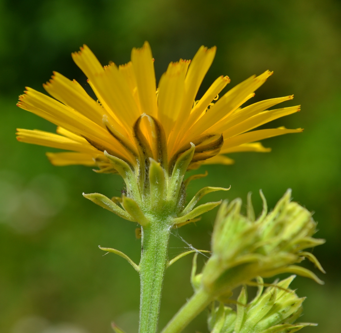 Изображение особи Picris hieracioides.