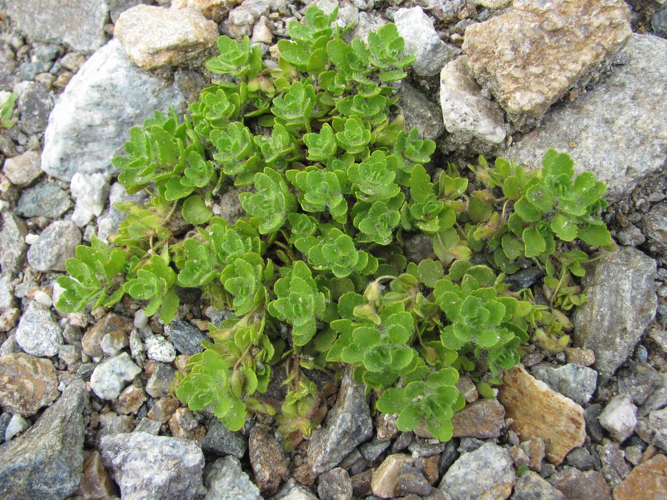 Image of Veronica minuta specimen.