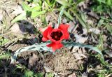 Tulipa micheliana