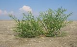 Salicornia perennans