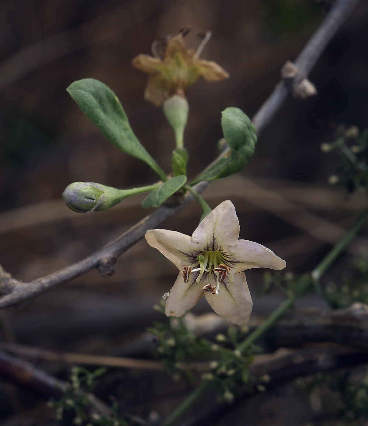 Изображение особи Lycium barbarum.