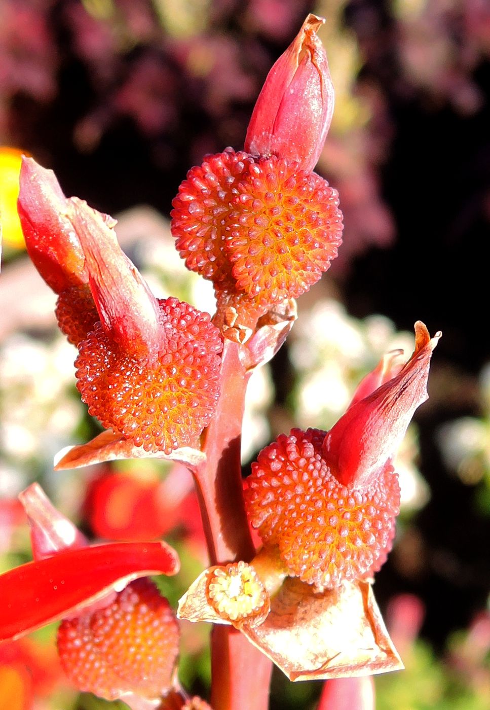 Image of Canna indica specimen.