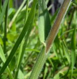 Anisantha tectorum