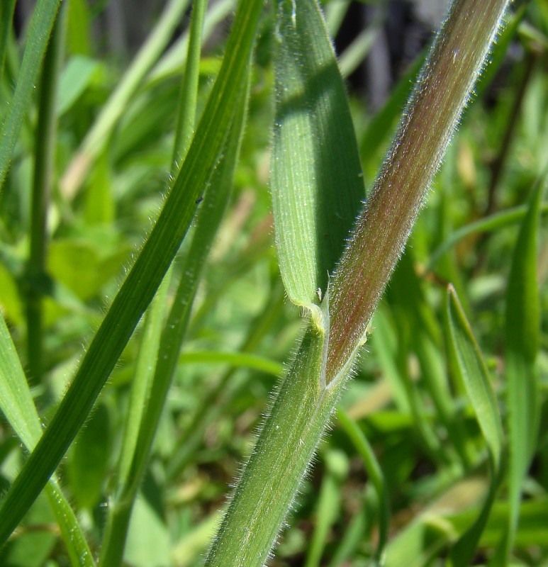 Изображение особи Anisantha tectorum.