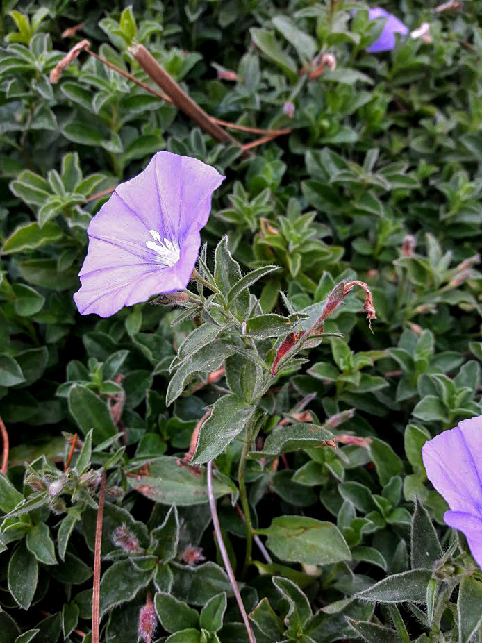 Image of Convolvulus sabatius ssp. mauritanicus specimen.