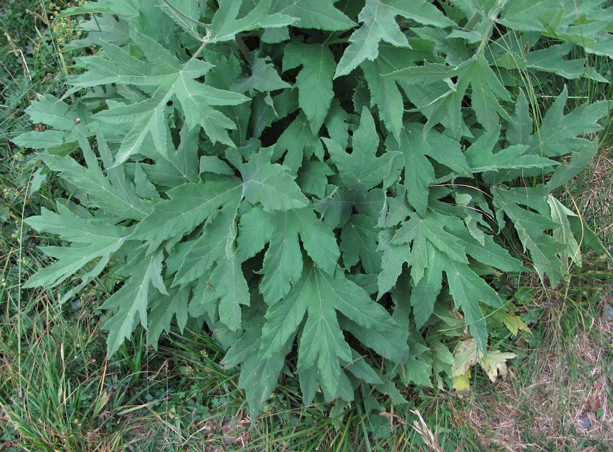 Изображение особи Heracleum freynianum.