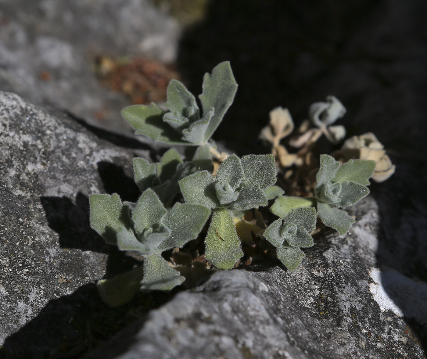 Изображение особи Arabis caucasica.