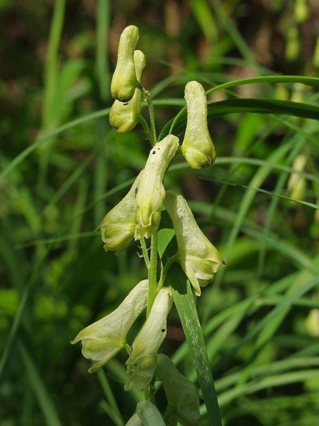 Image of Aconitum ajanense specimen.
