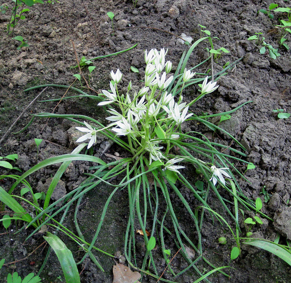 Изображение особи Ornithogalum refractum.