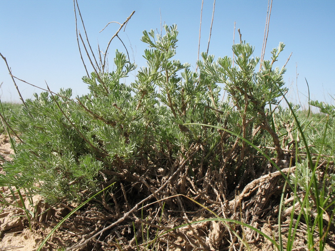 Изображение особи Artemisia terrae-albae.