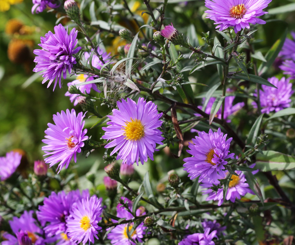 Изображение особи Symphyotrichum &times; versicolor.