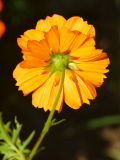 Cosmos sulphureus