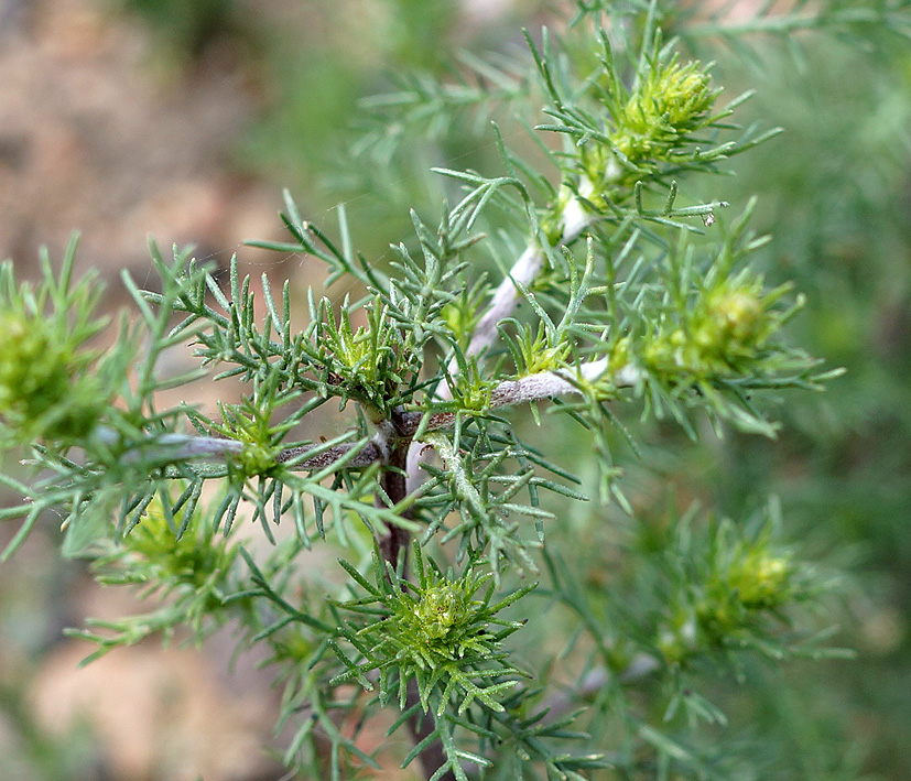 Image of genus Artemisia specimen.