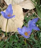 Crocus speciosus