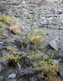 Ferula ovina