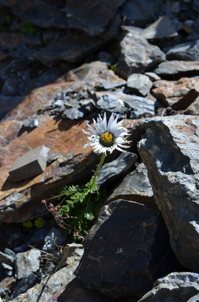 Image of Pyrethrum karelinii specimen.