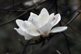 Magnolia denudata
