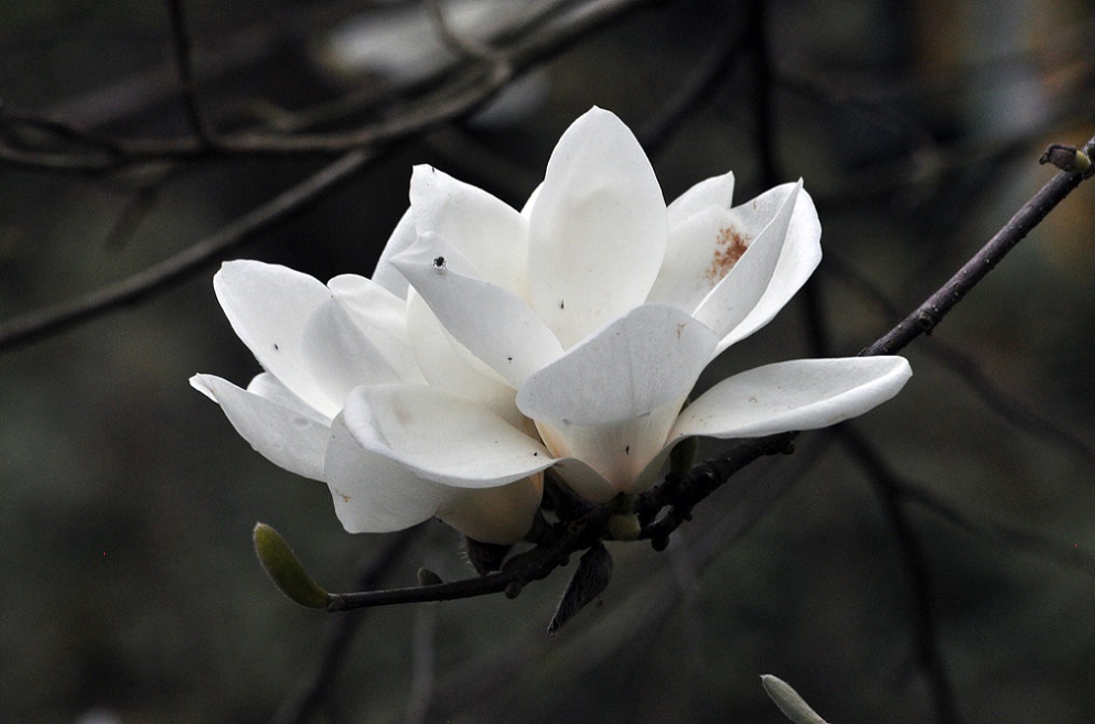 Изображение особи Magnolia denudata.