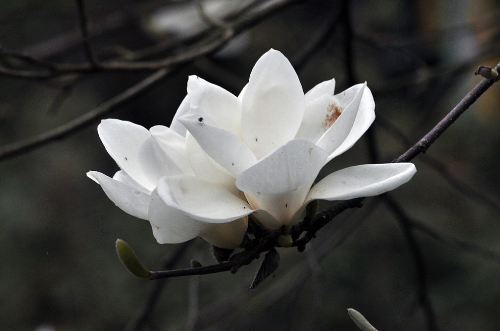 Image of Magnolia denudata specimen.