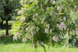 Robinia pseudoacacia. Ветви с соцветиями. Грузия, г. Тбилиси, Центральный ботанический сад АН Грузии, в культуре. 15.05.2017.