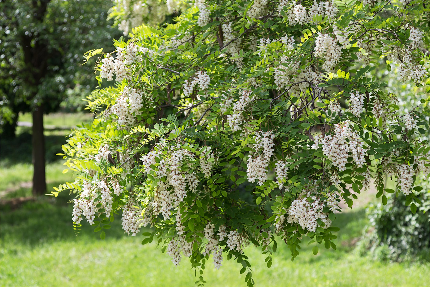 Изображение особи Robinia pseudoacacia.