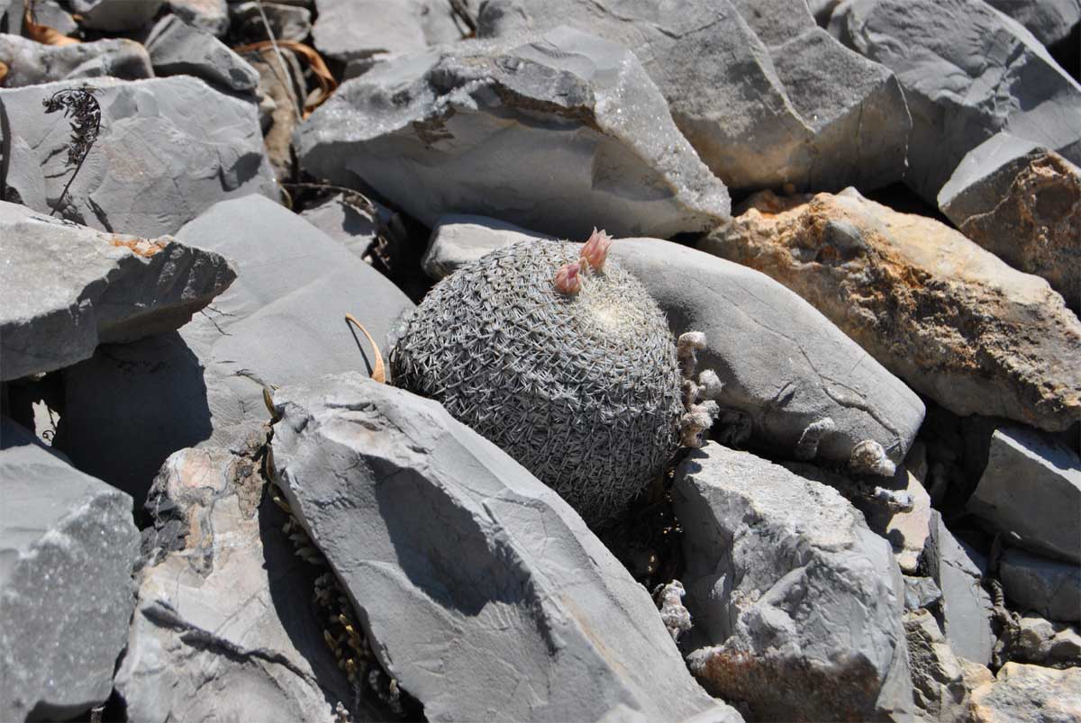 Image of Mammillaria formosa specimen.