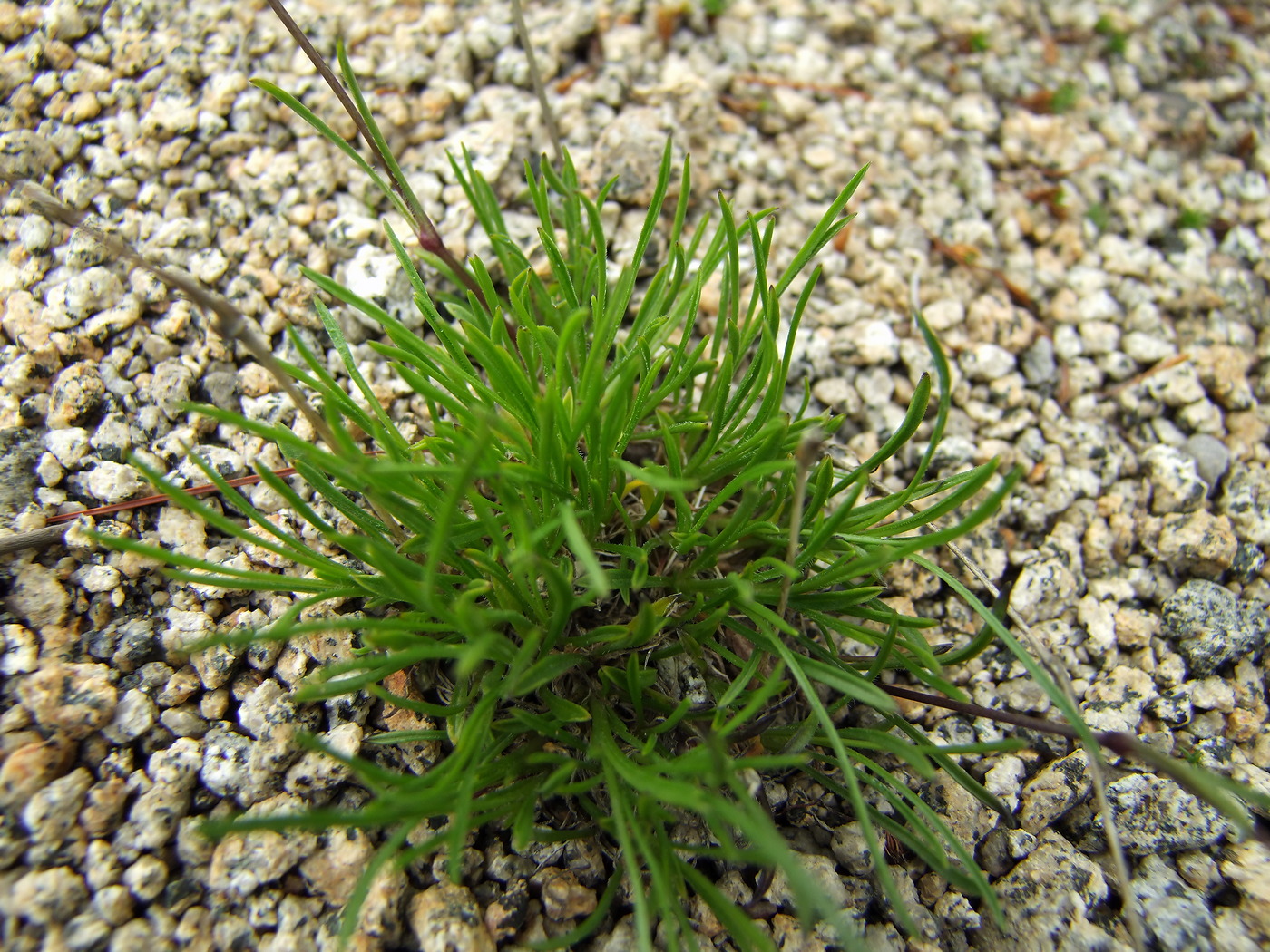 Image of Silene stenophylla specimen.