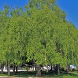 Betula pendula