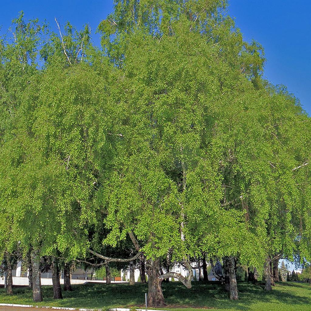 Image of Betula pendula specimen.