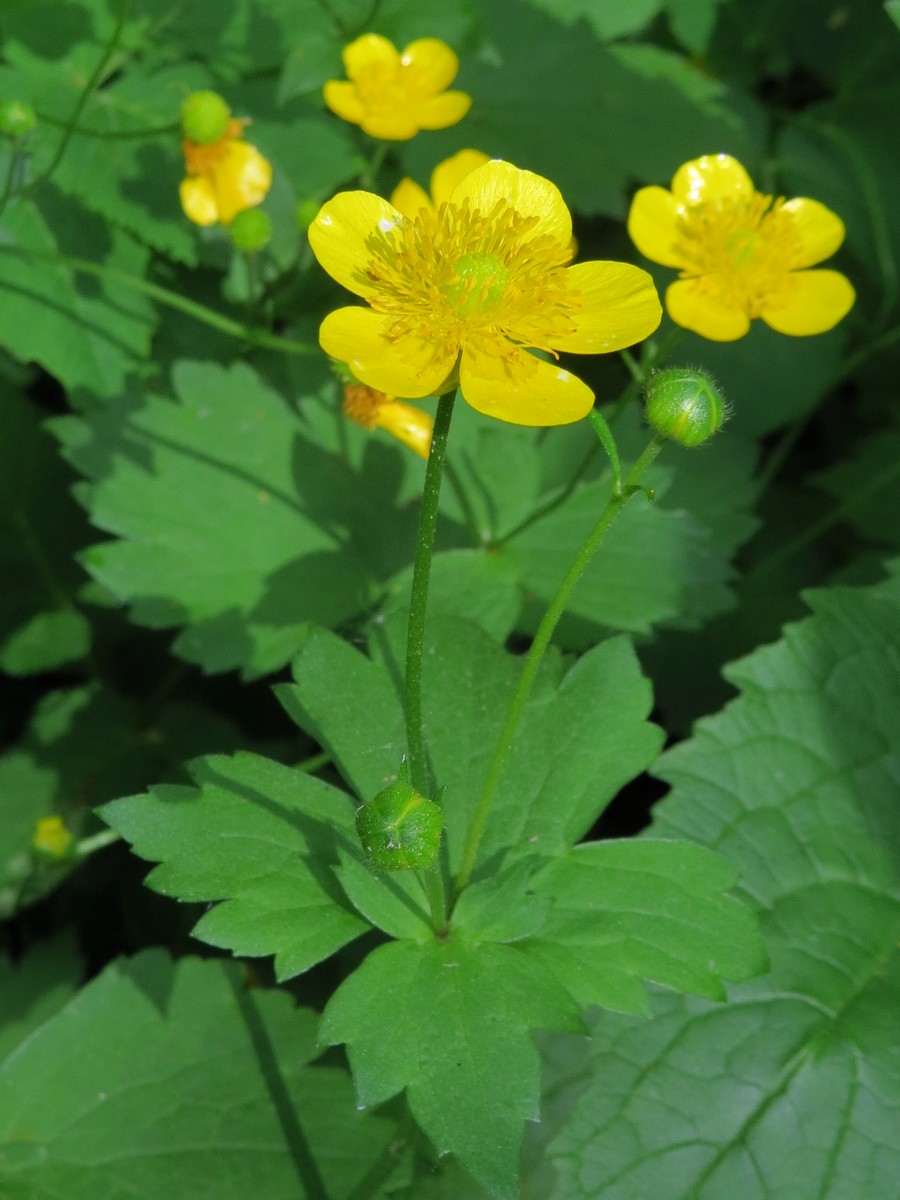 Изображение особи Ranunculus cappadocicus.