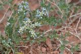 Nitraria sibirica