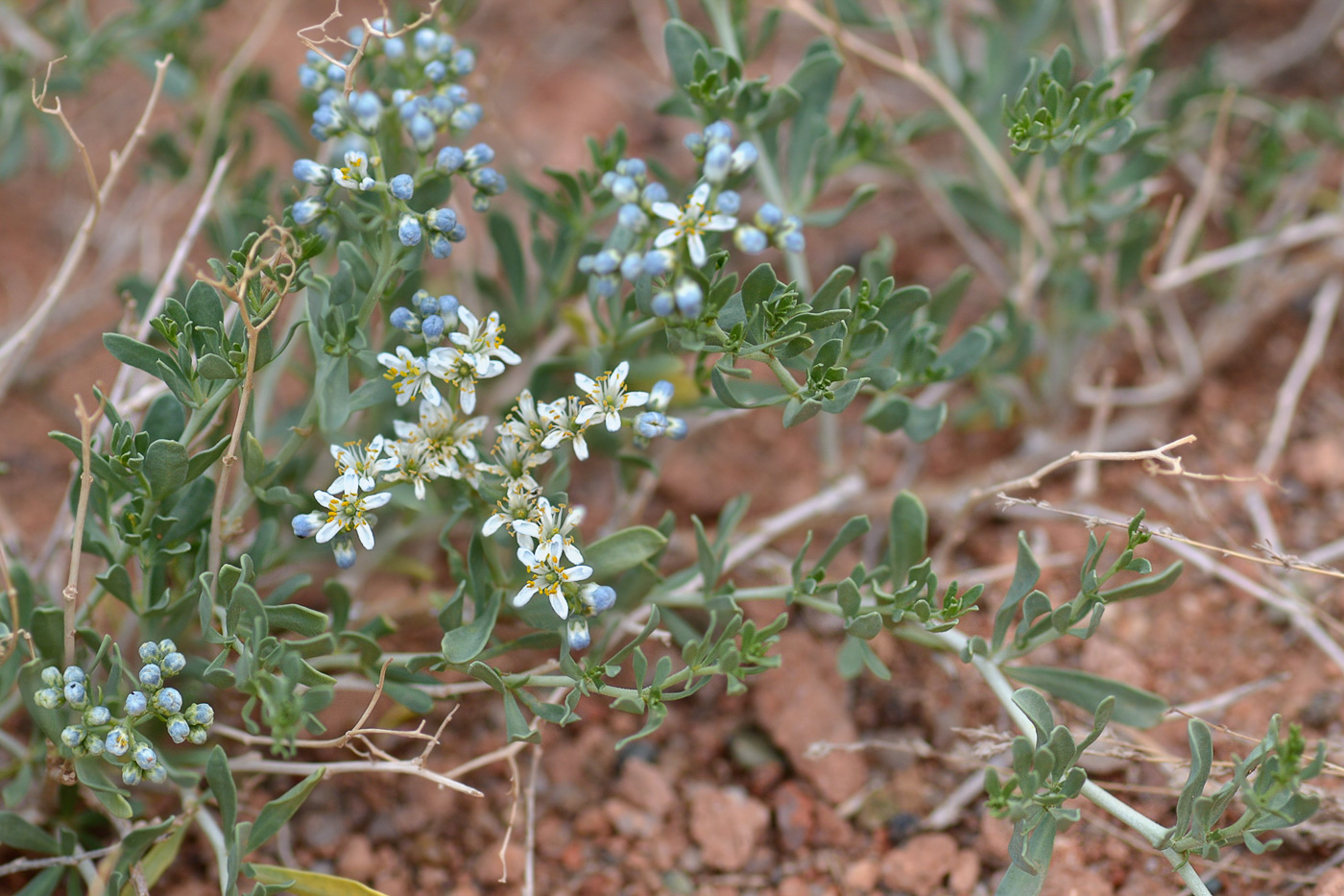 Image of Nitraria sibirica specimen.